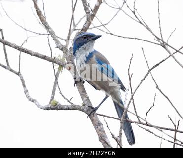 California Scrub Jay Banque D'Images
