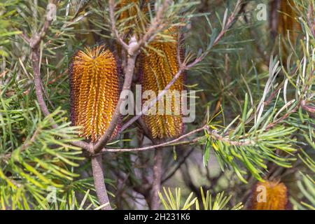 gros plan d'une épingle à cheveux banksia blossom, une fleur sauvage australienne indigène Banque D'Images