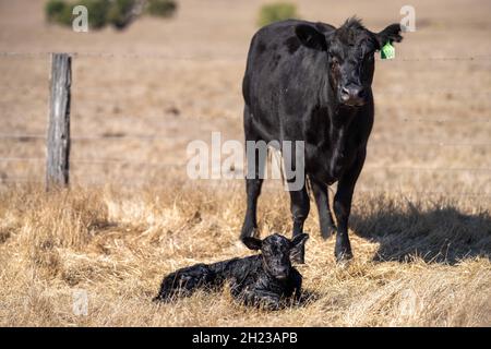 Gros plan des taureaux de bœuf, des vaches et des veaux paissant sur l'herbe dans un champ, en Australie. Les races de bétail incluent le parc moucheté, murray Gray, angus, br Banque D'Images