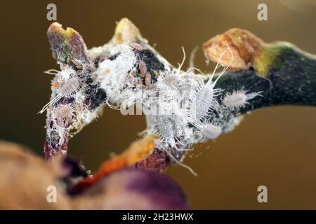 Gros plan d'un méalybug à longue queue - Pseudococcus longispinus (Pseudococcidae) sur une feuille d'orchidée, les méalybugs sont des parasites qui nourrissent les jus de plantes. Banque D'Images