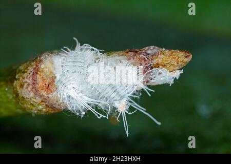 Gros plan d'un méalybug à longue queue - Pseudococcus longispinus (Pseudococcidae) sur une feuille d'orchidée, les méalybugs sont des parasites qui nourrissent les jus de plantes. Banque D'Images