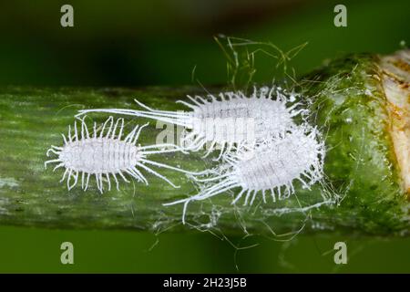 Gros plan d'un méalybug à longue queue - Pseudococcus longispinus (Pseudococcidae) sur une feuille d'orchidée, les méalybugs sont des parasites qui nourrissent les jus de plantes. Banque D'Images