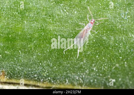 Gros plan d'un méalybug à longue queue - Pseudococcus longispinus (Pseudococcidae).Mâle sur une feuille d'orchidée, les méalybugs sont des parasites qui nourrissent les jus de plantes. Banque D'Images