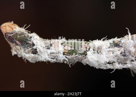 Gros plan d'un méalybug à longue queue - Pseudococcus longispinus (Pseudococcidae) sur une feuille d'orchidée, les méalybugs sont des parasites qui nourrissent les jus de plantes. Banque D'Images