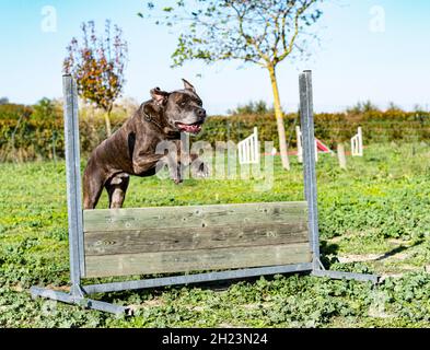 sautant le mastiff italien dans une formation pour l'obéissance Banque D'Images