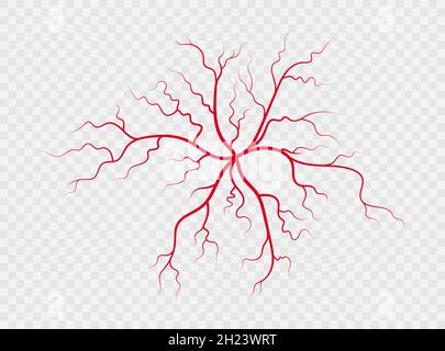 Veines et artères humaines.Vaisseaux sanguins et capillaires en forme d'araignée à ramification rouge.Illustration vectorielle isolée sur fond transparent Illustration de Vecteur