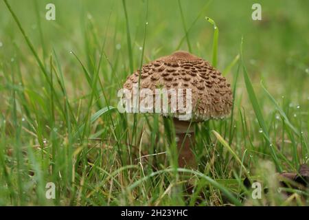 Le champignon du parasol a grandi dans une prairie verte. Banque D'Images