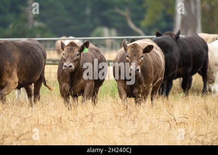 Gros plan des taureaux de bœuf et des vaches paître sur l'herbe sèche dans un champ, en Australie, pendant une sécheresse.En été, manger du foin et de l'ensilage. Les races incluent Banque D'Images