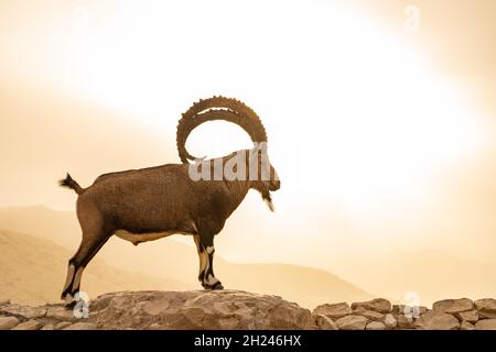 Grand, impressionnant Homme Nubian Ibex (Capra ibex nubiana AKA Capra nubiana) photographié en Israël, désert du Negev en septembre Banque D'Images