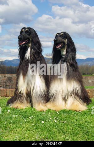 Chiens de chasse afghans noirs dans la prairie Banque D'Images