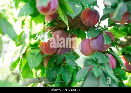 Prunes pourpres mûres accrochées à des branhces sur la plantation de fruits. Banque D'Images