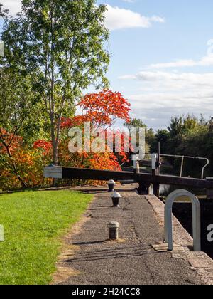 Couleur d'automne sur le chemin de halage du canal de Grand Union, Stoke Bruerne, Northamptonshire, Royaume-Uni Banque D'Images