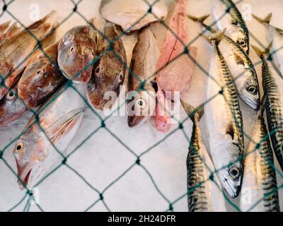 Poisson fraîchement pêché exposé sur le comptoir d'une cabane à poissons frais à Hastings avec un filet de pêche à protéger contre les goélands - vente de poisson frais - yeux de poissons Banque D'Images