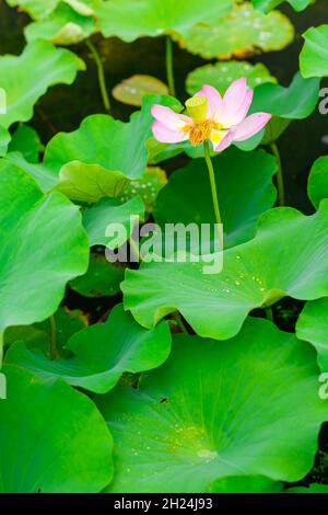 Belle fleur de lotus rose en pleine floraison au World Expo Park, Osaka, Japon. Banque D'Images