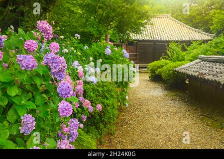 Diverses fleurs d'hortensia colorées avec le bâtiment du Temple Yatadera en arrière-plan. Banque D'Images