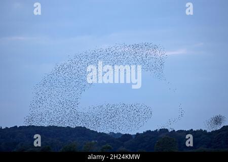 Starling Roost Minsmere réserve de la RSPB Suffolk Banque D'Images