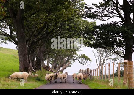 Moutons irlandais vus à Murlough Bay sur la côte nord, Irlande du Nord. Banque D'Images