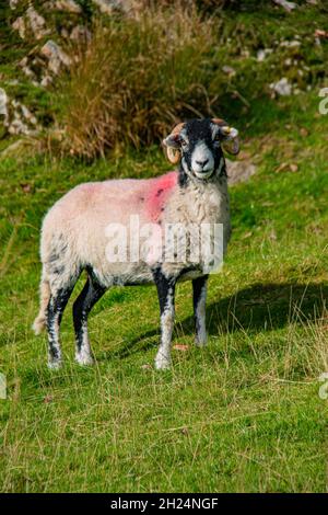 Les moutons en liberté du parc national du district du lac - le Herdwick, le Rough Fell et leur voisin proche le Swaledale.Cumbria, Angleterre, Royaume-Uni Banque D'Images