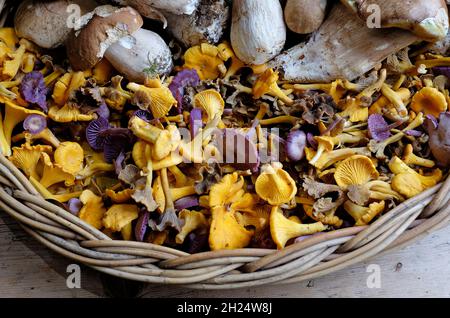 champignons girolles en panier en osier, norfolk, angleterre Banque D'Images
