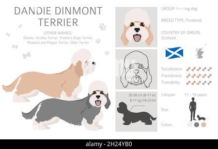 Dandie dinmont Terrier clipart.Différentes poses, ensemble de couleurs de pelage.Illustration vectorielle Illustration de Vecteur