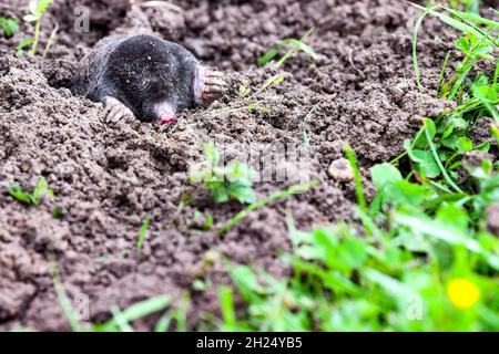 Mole émergeant de sa molehill Banque D'Images