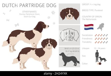 Chien de perdrix hollandais en forme de falaise.Différentes poses, ensemble de couleurs de pelage.Illustration vectorielle Illustration de Vecteur