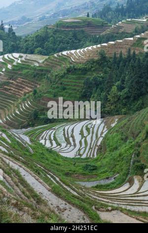 Une ferme entourée de terrasses de riz dans les terrasses de riz de Longi, Longshen, Chine. Banque D'Images