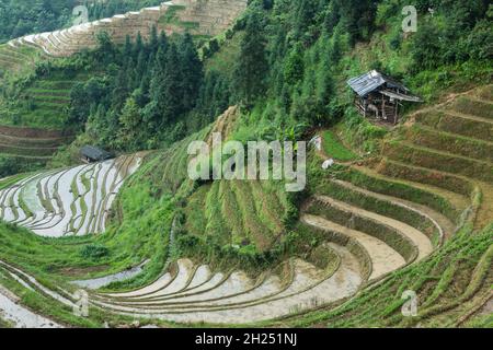 Un cheval dans un hangar dans la section de Ping'an des terrasses de riz Longi à Longshen, Chine. Banque D'Images