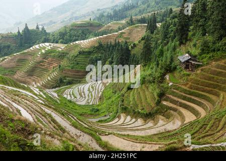 Un cheval dans un hangar dans la section de Ping'an des terrasses de riz Longi à Longshen, Chine. Banque D'Images