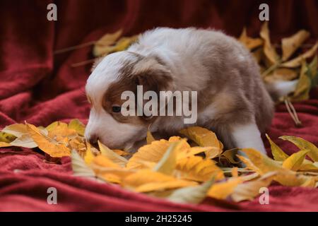 Aussie Puppy Red merle marche sur une couverture rouge vif parmi les feuilles et les sniffs jaunes d'automne tombés.Le jeune Berger australien sourit.Carte de vœux o Banque D'Images