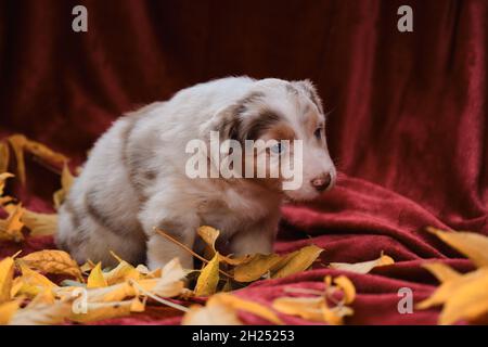 Aussie Puppy Red merle marche sur une couverture rouge vif parmi les feuilles et les sniffs jaunes d'automne tombés.Le jeune Berger australien sourit.Carte de vœux o Banque D'Images