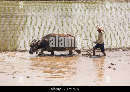 Un agriculteur plère un riz inondé avec un buffle d'eau en Chine. Banque D'Images