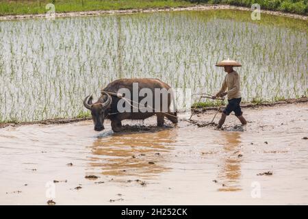 Un agriculteur plère un riz inondé avec un buffle d'eau en Chine. Banque D'Images