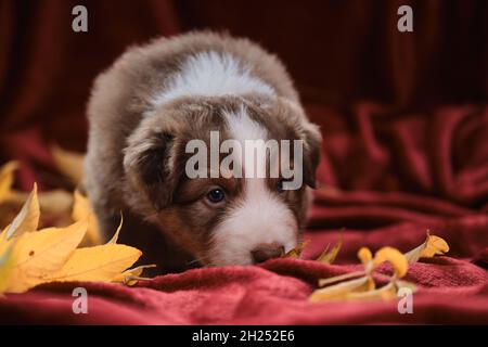 Aussie Puppy Tricolor rouge marche sur une couverture rouge vif parmi les feuilles et les sniffs jaunes d'automne tombés.Le jeune Berger australien sourit.Accueil voiture Banque D'Images