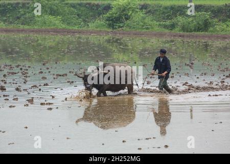 Un agriculteur plère un riz inondé avec un buffle d'eau en Chine. Banque D'Images