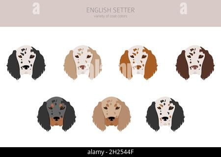 Clipart de l'anglais.Différentes poses, ensemble de couleurs de pelage.Illustration vectorielle Illustration de Vecteur