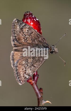 Papillon de jour perché sur une fleur, Erynnis tages. Banque D'Images