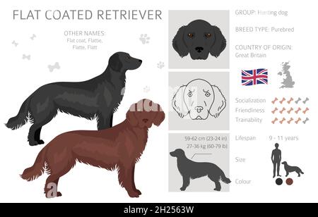 Clipart de retriever à revêtement plat.Différentes poses, ensemble de couleurs de pelage.Illustration vectorielle Illustration de Vecteur