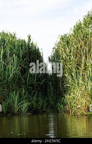 Croissance de la petite île de la plante de la ruée de bur fermant le passage sur le lac.Les autochtones utilisent ce passage pour voyager sur le lac Banque D'Images