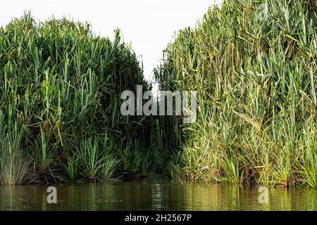 Croissance de la petite île de la plante de la ruée de bur fermant le passage sur le lac.Les autochtones utilisent ce passage pour voyager sur le lac Banque D'Images