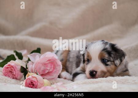 Petit chiot de berger australien bleu Merle repose sur une couverture douce blanche à côté d'un bouquet de roses roses.Magnifique chien australien pour les cartes de vacances. Banque D'Images