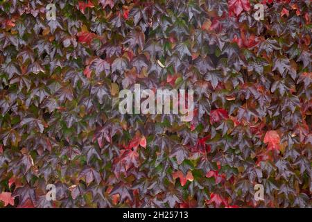 Feuilles d'automne de Boston Ivy en octobre 2021. Banque D'Images