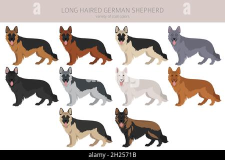 Chien de berger allemand à poil long dans différentes couleurs de pelage clipart.Illustration vectorielle Illustration de Vecteur