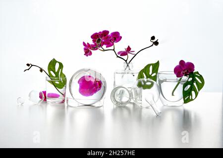 Réflexions, éléments floraux déformés dans l'eau.Laboratoire naturel.Arrangement floral abstrait avec des fleurs d'orchidées magenta et de la monstère exotique Banque D'Images