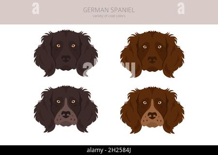 Une clique de spaniel allemand.Différentes poses, ensemble de couleurs de pelage.Illustration vectorielle Illustration de Vecteur