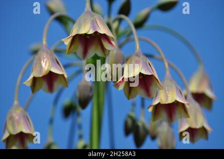 Ail de miel sicilien (Nectaroscordum siculum), regardant vers le haut, dans la fleur montrant le ciel bleu au-delà. Banque D'Images