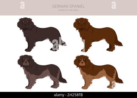 Une clique de spaniel allemand.Différentes poses, ensemble de couleurs de pelage.Illustration vectorielle Illustration de Vecteur