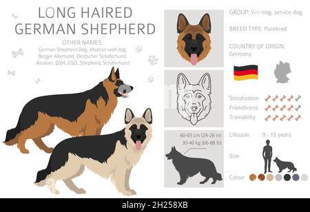 Chien de berger allemand à poil long dans différentes couleurs de pelage clipart.Illustration vectorielle Illustration de Vecteur