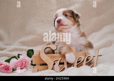 Inscription en bois - douce.merle, jeune Berger australien rouge, pose une carte de vacances.Magnifique chiot australien dans une jolie boîte en bois faite à la main sur le backgrou Banque D'Images
