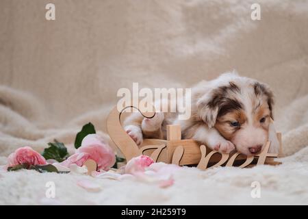 Inscription en bois - douce.merle, jeune Berger australien rouge, pose une carte de vacances.Magnifique chiot australien dans une jolie boîte en bois faite à la main sur le backgrou Banque D'Images